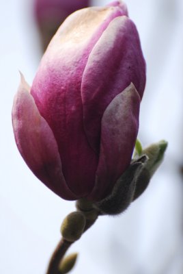Magnolia x soulangeana - šácholan soulangeanův - detail květ